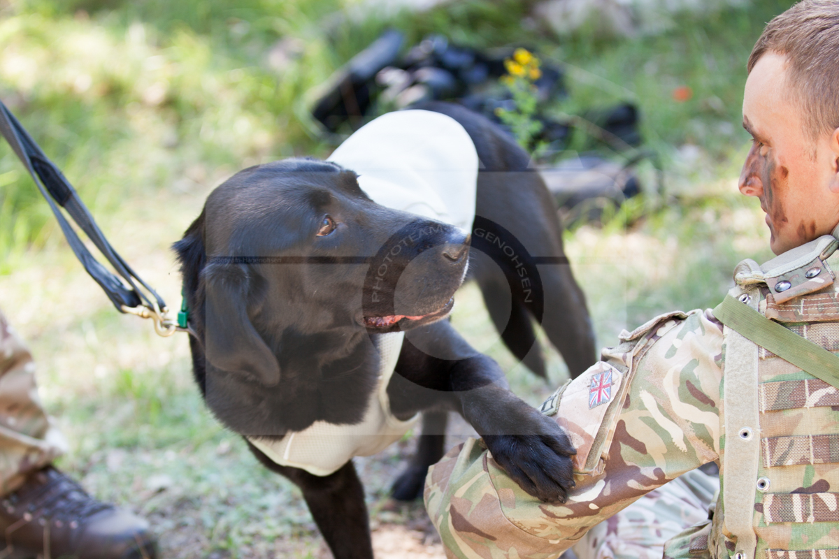 1st Military Working Dog Regiment