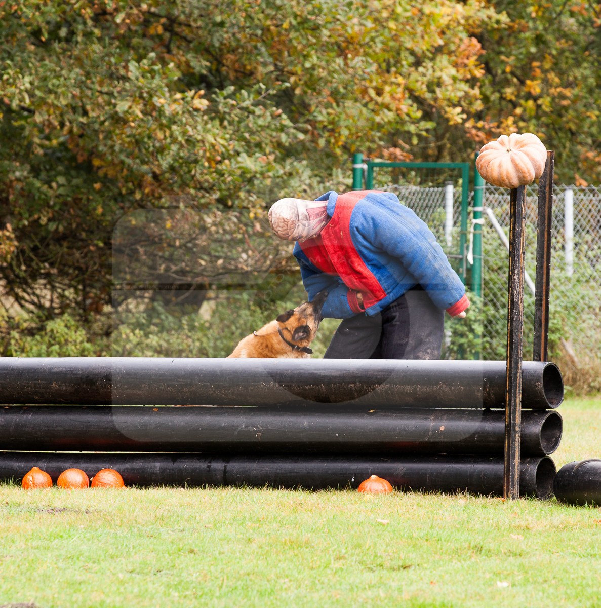 2016_10_20 1st Military Working Dog Regiment-123214